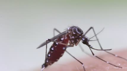 吸食人血的蚊子