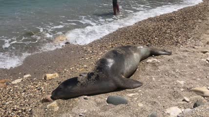 希腊斯波拉德斯阿隆尼索斯岛帕蒂里海滩的野生海豹