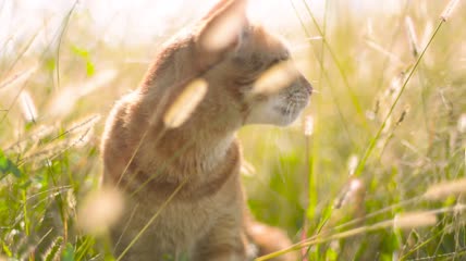 阳光下草丛中的猫
