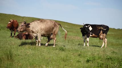 阳光下奶牛在草坪上吃草