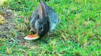 野兔在草地上吃西瓜特写