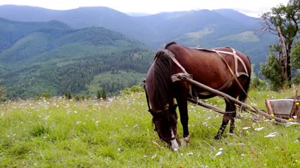 一匹套上马具的马在草地上吃草