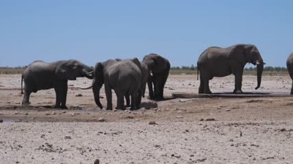 一群大象围着一个小水坑