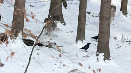 一群灰狼在冬天的雪地里实拍