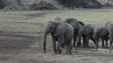 一群可爱的大象一起走在广阔的草原上实拍