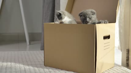 一群可爱的小猫爬到纸箱外面。毛茸茸的宠物藏起来了
