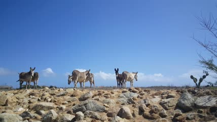 一群驴子在一片荒芜的土地上实拍