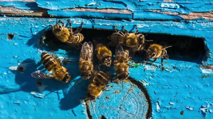 一群蜜蜂在蜂巢的入口处特写