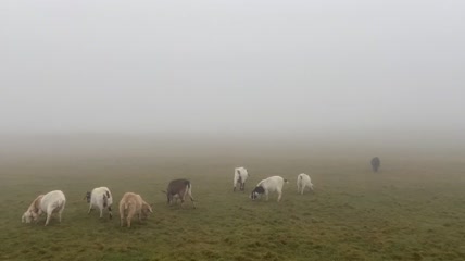 一群牛羊在吃草实拍