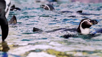 一群企鹅在水中游泳实拍