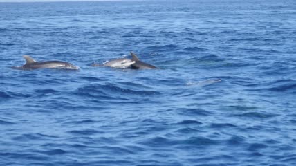 一群跳出蓝色海面的海豚