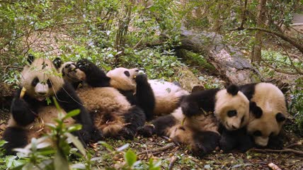 一群熊猫正在躺着吃竹子