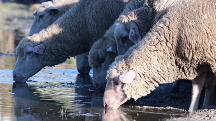 一群羊在晴朗的天气里喝水