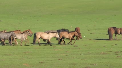 一群在绿色平原上奔跑的野马