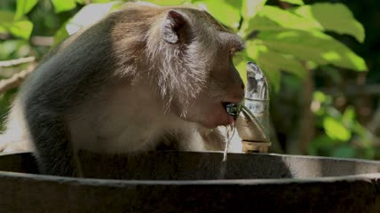 一只吃垃圾的长尾猕猴用水龙头喝水的特写镜头