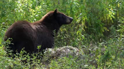 一只黑熊在黄石公园嚼东西