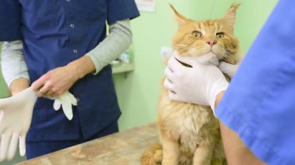一只黄色绒毛猫在兽医诊所接受检查。
