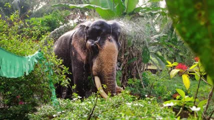 印度喀拉拉邦的寺庙大象洗澡实拍