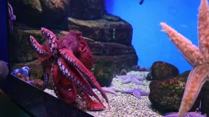 鱼缸中的海星和游动的章鱼特写
