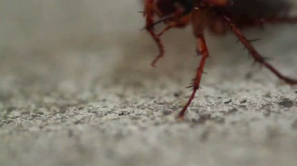 蟑螂4k视频
