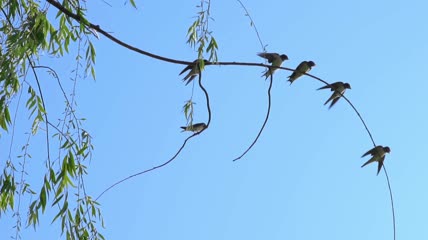 枝头的小鸟们