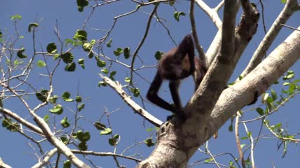 蜘蛛猴喝水通过从树洞中舀水在墨西哥