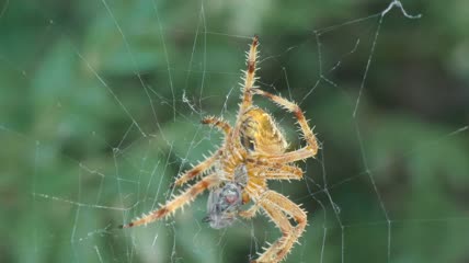 蜘蛛网里的蜘蛛吃苍蝇