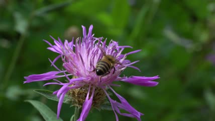 紫色矢车菊上的棕色蜜蜂特写