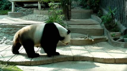 坐下吃竹笋的熊猫