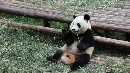 坐在地上吃竹子的熊猫