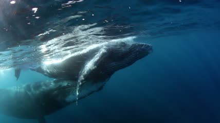 座头鲸在水下潜水