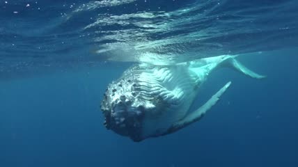 座头鲸在太平洋水下