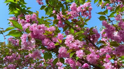 春天盛开的樱花视频素材