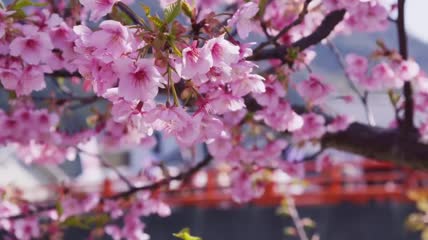 大自然植物唯美空镜头春天桃花枝头鲜花盛开高清实拍