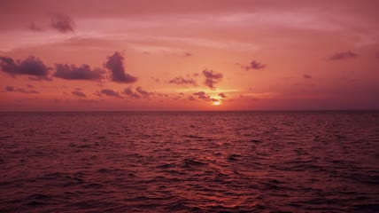 马尔代夫海洋游鱼视频