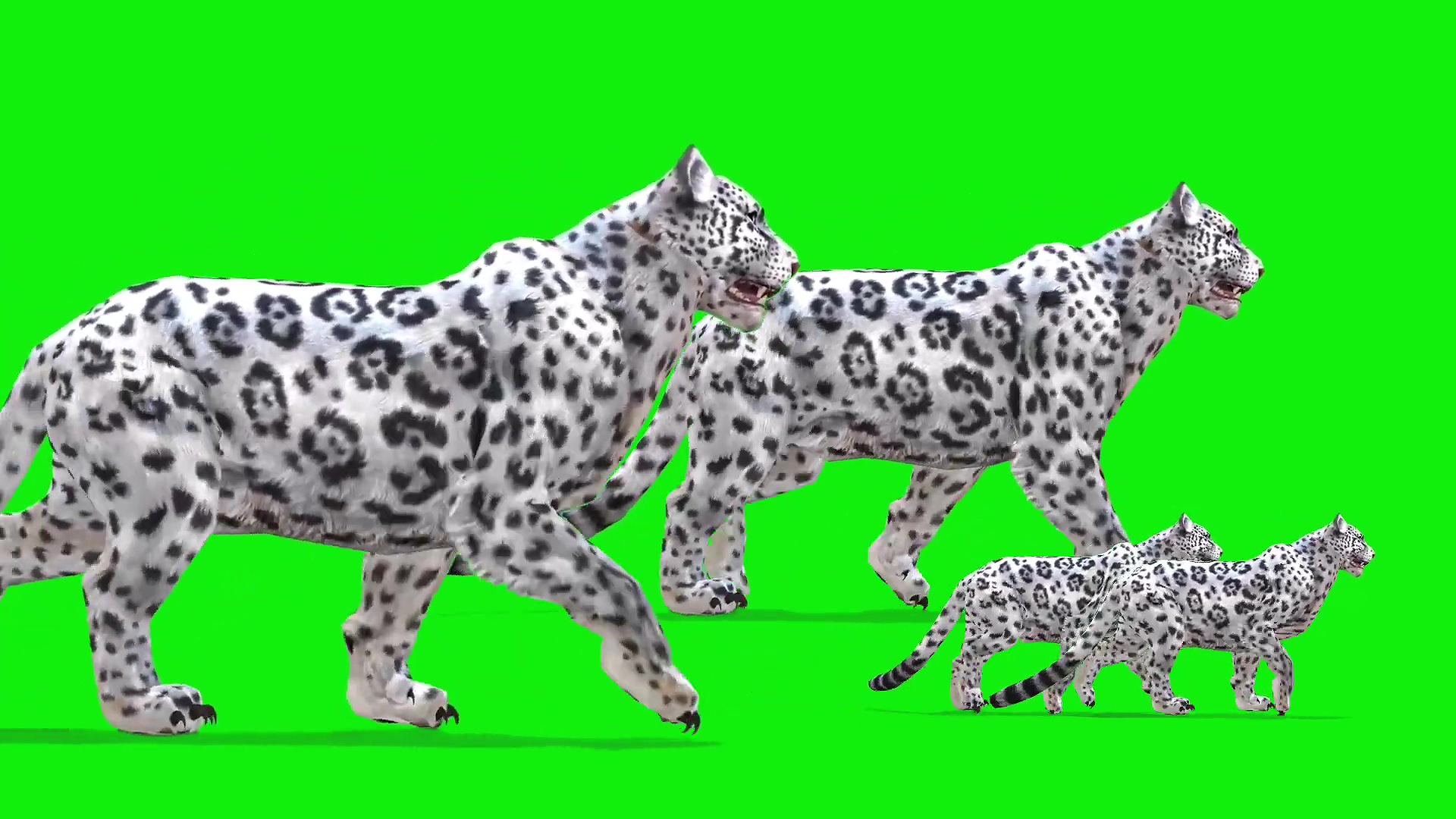 绿幕视频素材雪豹