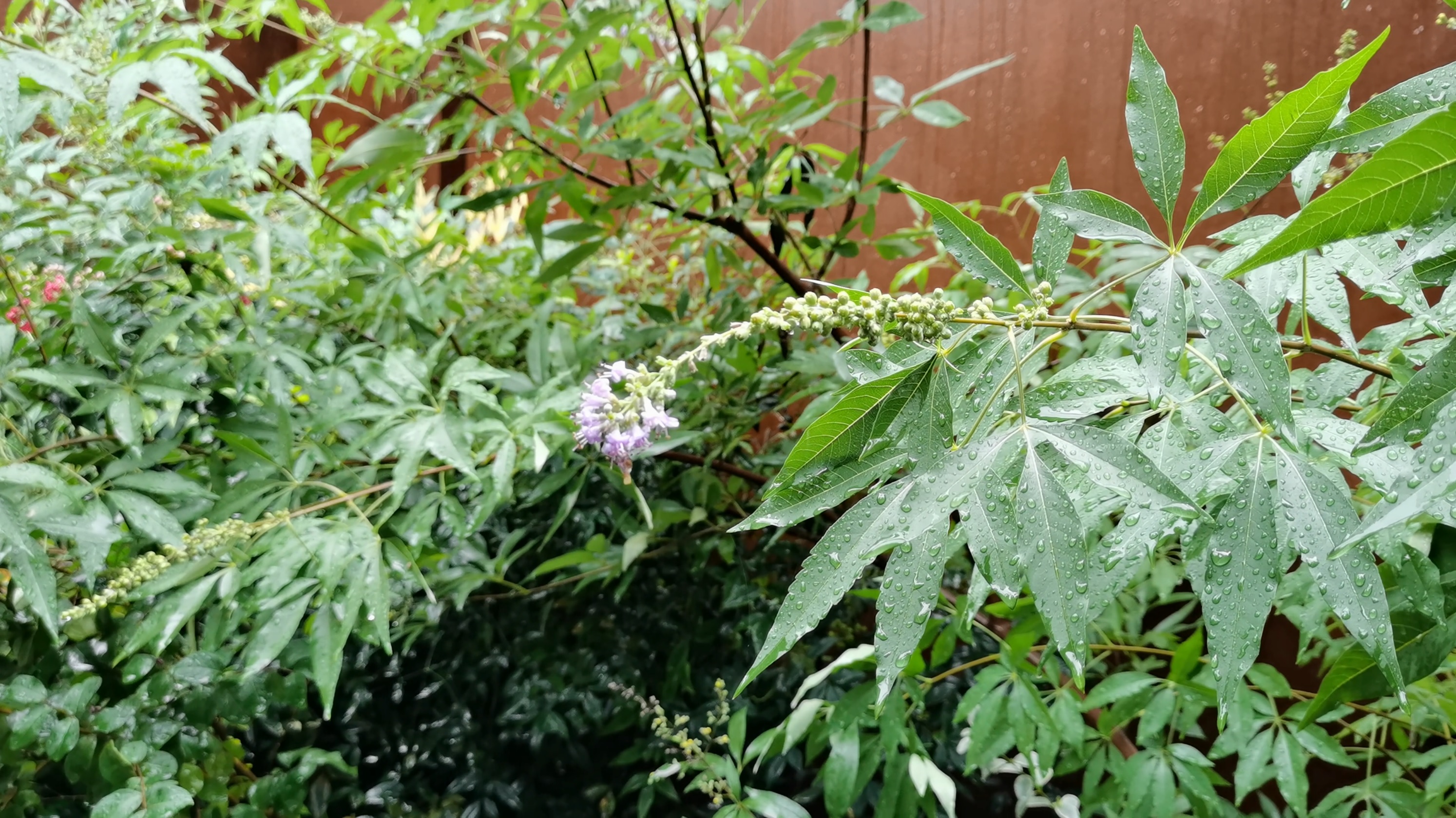 雨中花园