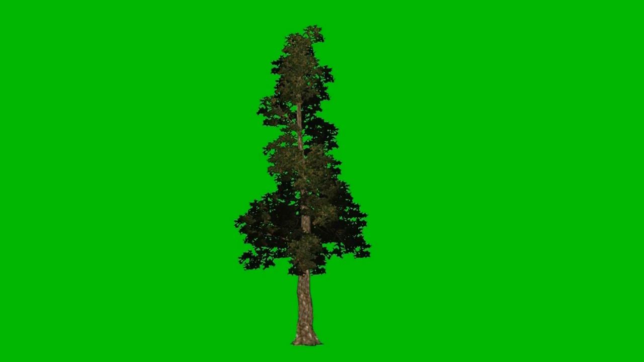 树2
