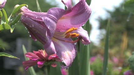 紫色花朵特写实拍视频