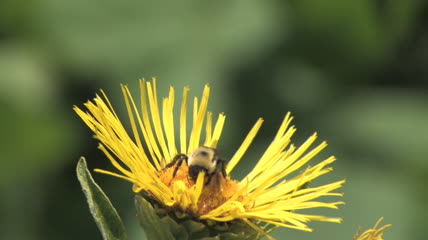 蜜蜂采蜜实拍视频
