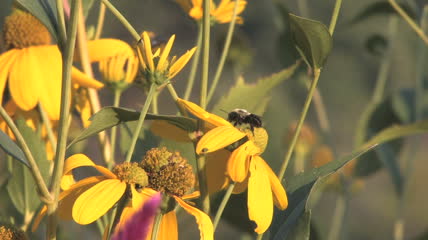 蜜蜂花丛采蜜实拍视频