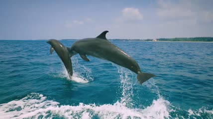 海洋生命海豚