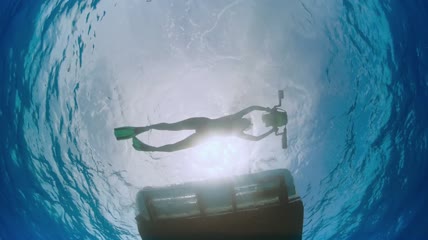 潜水员航拍海洋生物海豚