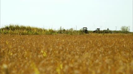 收割水稻 丰收 农业生产 稻谷