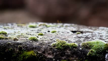 野生蘑菇生长空间菌类植物自然生长在潮湿阴暗地方
