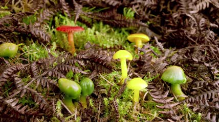 植物快速生长-蘑菇菌类