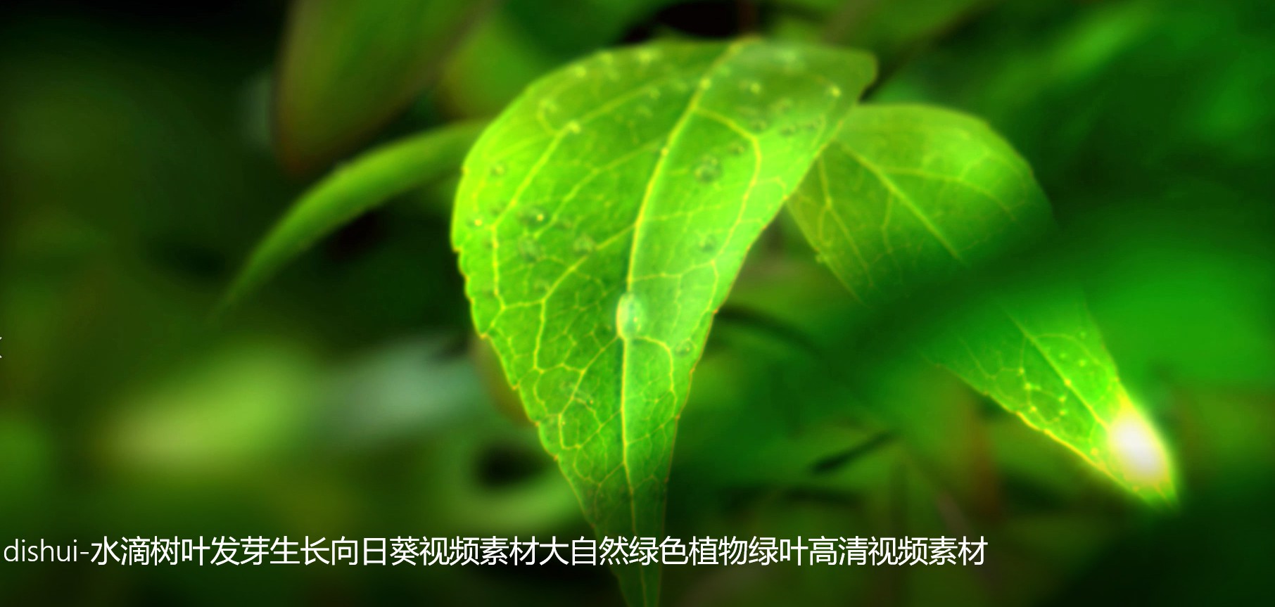 dishui-水滴树叶发芽生长向日葵视频素材大自然绿色植物绿叶高清视频素材