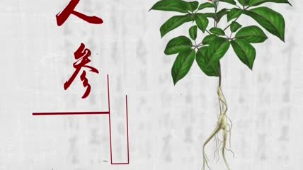 中国药典动画介绍人参