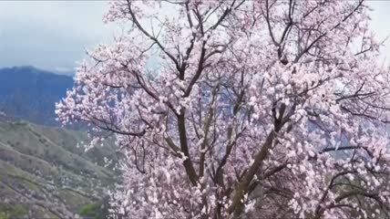 四月春新疆伊犁河谷粉红白杏花绽放自然春意美景航拍