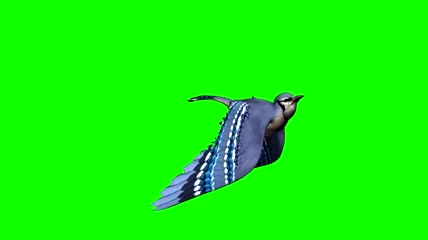 3D小鸟飞行绿屏抠像